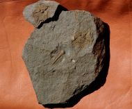Stromatocystites pentangularis & Paradoxides gracilis