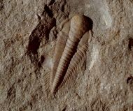 Stromatocystites pentangularis & Paradoxides gracilis