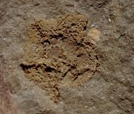 Stromatocystites pentangularis & Paradoxides gracilis