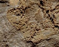 Stromatocystites pentangularis & Paradoxides gracilis