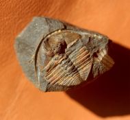 Trinucleoides reusii (BARRANDE, 1872)