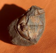 Trinucleoides reusii (BARRANDE, 1872)