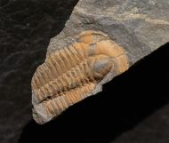 Ptychoparella longus  (PALMER, 1979)