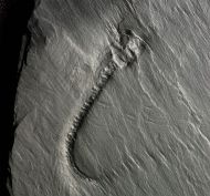 Codiacrinus schultzei (FOLLMANN, 1887)