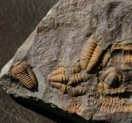 Skreiaspis spinosa (Jahn, 1895)