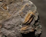Skreiaspis spinosa (Jahn, 1895)