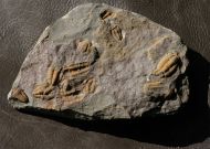 Skreiaspis spinosa (Jahn, 1895)
