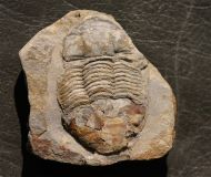 Ectillaenus katzeri (Barrande, 1872)