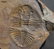 Ogyginus corndensis (MURCHISON,1839)