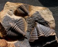 Dalmanitina socialis (BARRANDE, 1846)