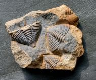 Dalmanitina socialis (BARRANDE, 1846)