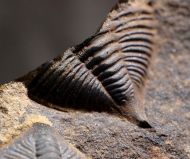 Dalmanitina socialis (BARRANDE, 1846)