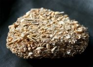 Dentalium polypleurum SEYFERT