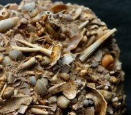 Dentalium polypleurum SEYFERT