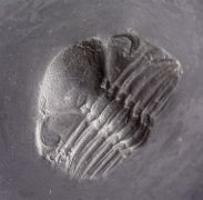 Chotecops sp.