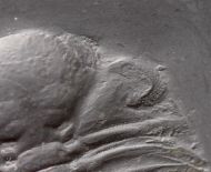 Chotecops sp.