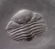 Chotecops sp.
