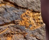 Dendrocystites barrandei (Bather, 1889)