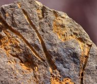 Dendrocystites barrandei (Bather, 1889)