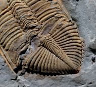 Coronocephalus gaoluoensis (Wu, 1979)