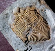 Coronocephalus gaoluoensis (Wu, 1979)