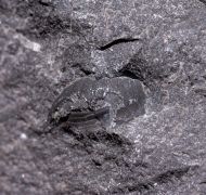 Paralejurus cf tenuistriatus SCHRAUT 2004