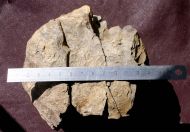 Koneprusia dahmani CHATTERTON et al., 2006