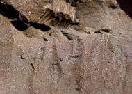 Koneprusia dahmani CHATTERTON et al., 2006