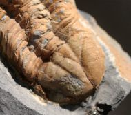 Illaenula vietnamica (MAXIMOVA, 1965)