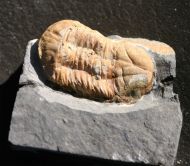 Illaenula vietnamica (MAXIMOVA, 1965)