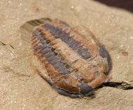 Euloma sp.
