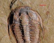 Euloma sp.