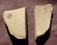Euloma sp.