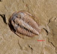 Euloma sp.
