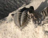 Pseudocryphaeus quaterspinosus MORZADEC, 2001