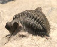 Pseudocryphaeus quaterspinosus MORZADEC, 2001