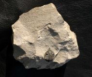 Pseudocryphaeus quaterspinosus MORZADEC, 2001