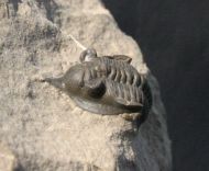 Pseudocryphaeus quaterspinosus MORZADEC, 2001