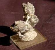 Thecosmilia trichotoma (GOLDFUSS 1826)