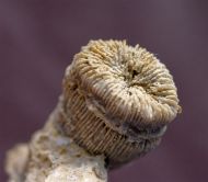 Montlivaltia sp. & Thecosmilia trichotoma