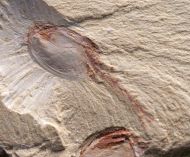 Canadaspis laevigata Hou & Bergstrm, 1991