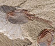 Canadaspis laevigata Hou & Bergstrm, 1991