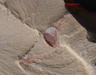 Canadaspis laevigata Hou & Bergstrm, 1991