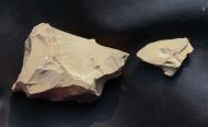 Canadaspis laevigata Hou & Bergstrm, 1991