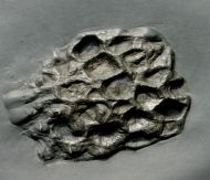 Pleurodictyum sp.