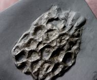 Pleurodictyum sp.
