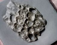 Pleurodictyum sp.