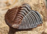 Dalmanitina socialis (BARRANDE, 1846)