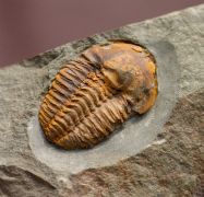 Agraulos ceticephalus (Barrande, 1846)
