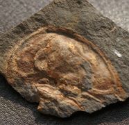 Mesolenellus svalbardensis (Kielan,1960)